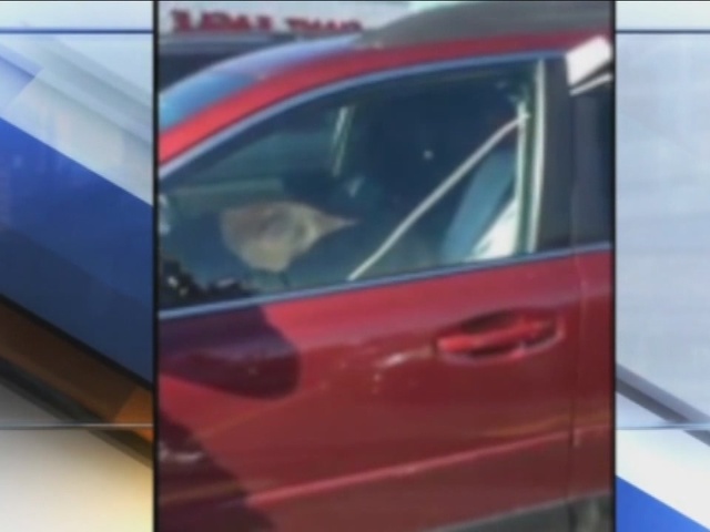 Dog Left In Hot Car Saves Dog Left In Hot Car Saves