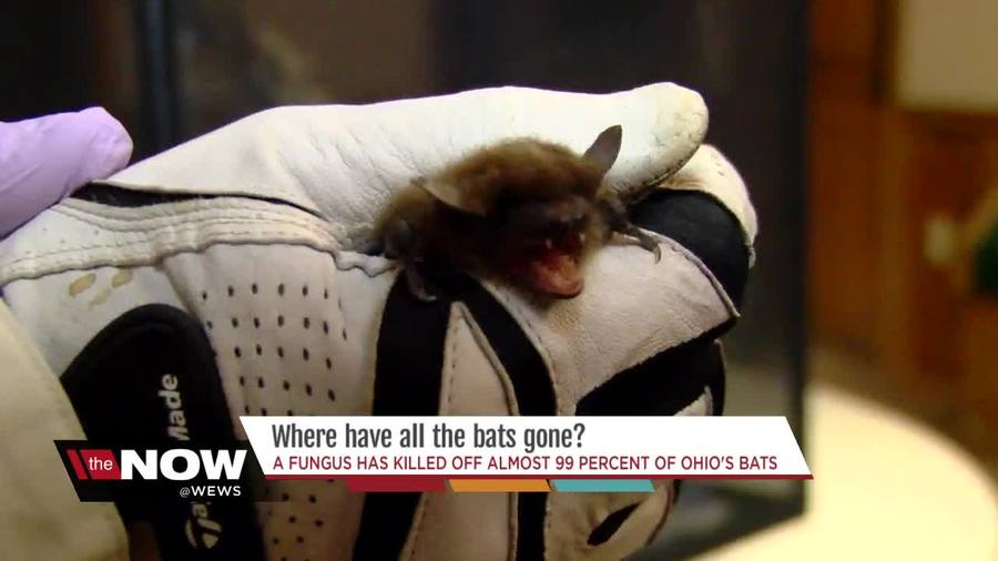 Decline in bats means more insects in northeast Ohio this year News 5