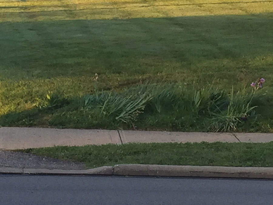 North Ridgeville police chase ends in Westlake crash after car breakins, four arrested News 5