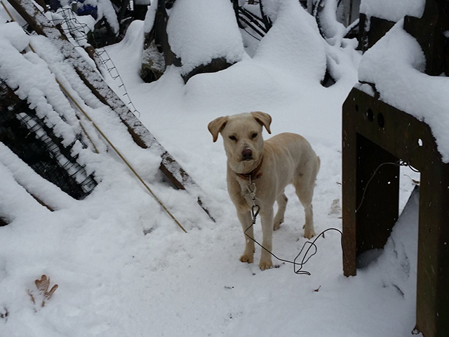 Dog1_1513362059819_74354386_ver1.0_640_480.jpg