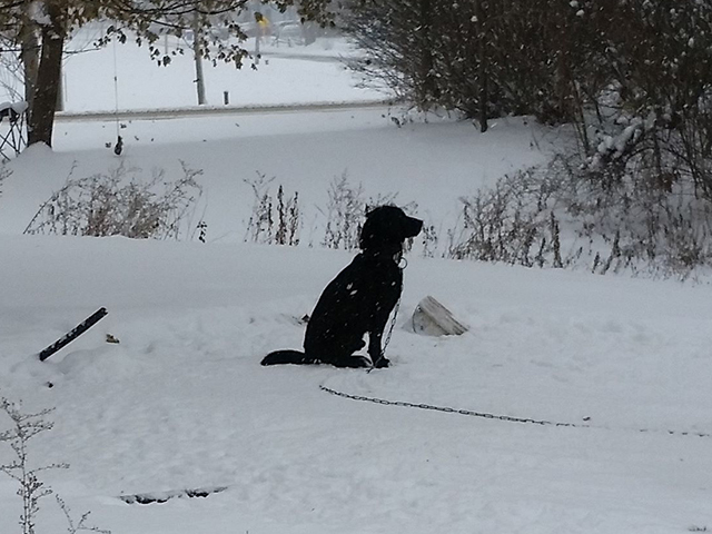 Dog3_1513362048977_74354384_ver1.0_640_480.jpg