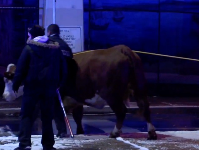 Cow Corralled in Parking Garage After Twice Escaping Church Nativity Scene Cow Corralled in Parking Garage After Twice Escaping Church Nativity Scene