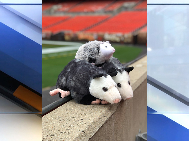 There S Another Sighting Of Rally Possum At Firstenergy Stadium But It S Not Where You Expect It